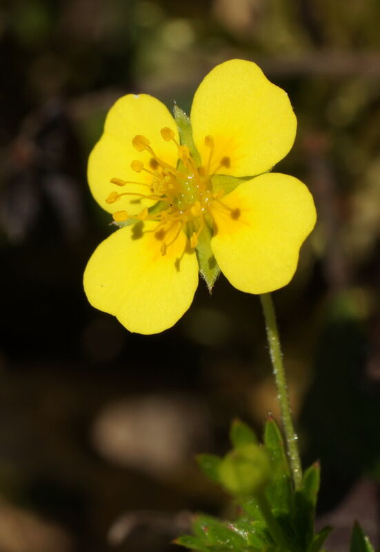 Blodrot - Potentilla erecta