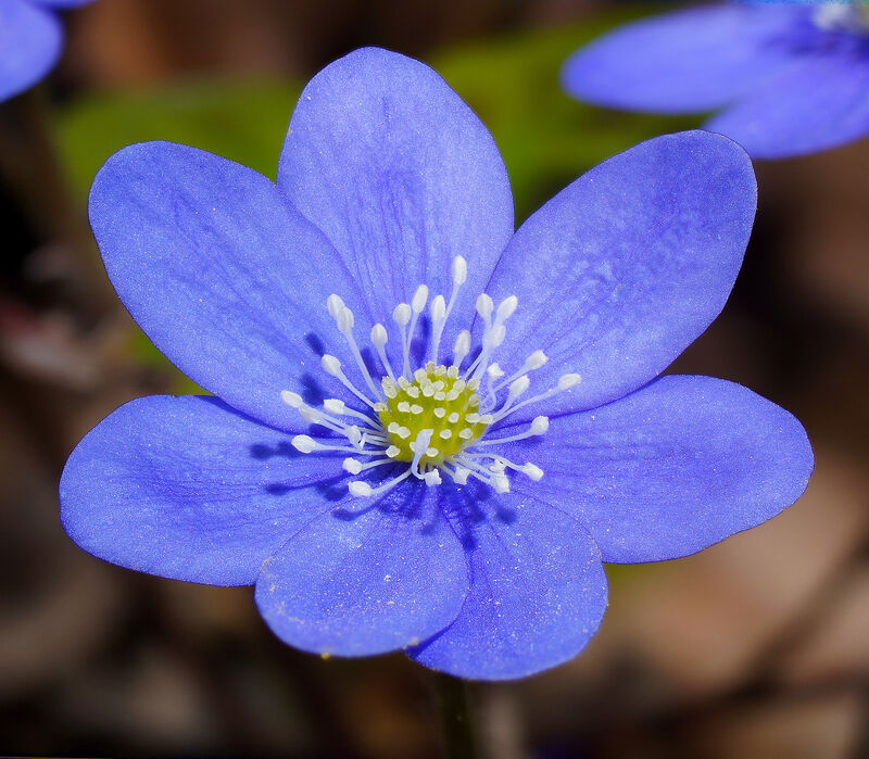 Blåsippa - Hepatica nobilis