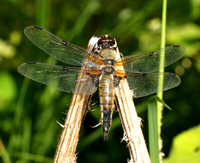 Fyrfläckad_trollslända - Libellula quadrimaculata