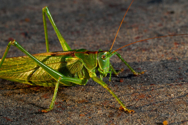 Grön vårtbitare - Tettigonia viridissima
