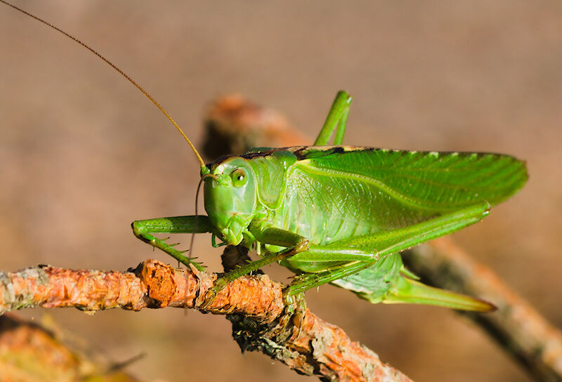 Grön vårtbitare - Tettigonia viridissima