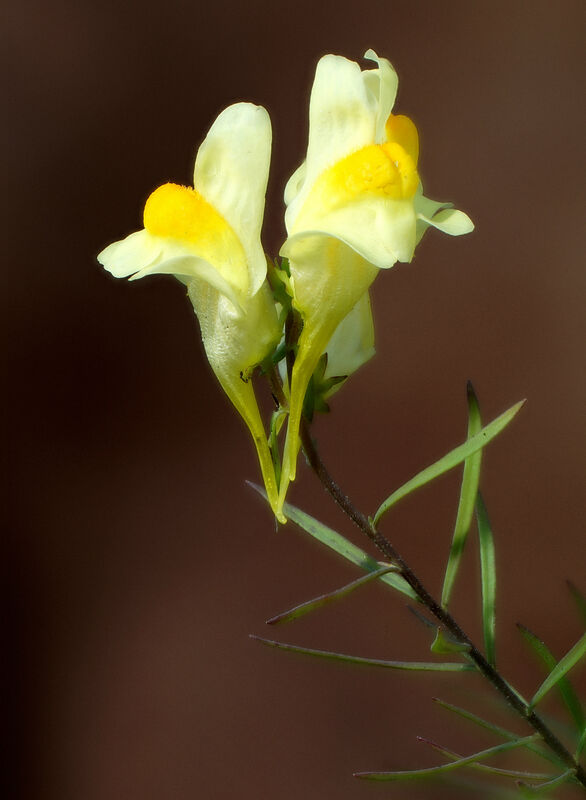 Gulsporre - Linaria vulgaris