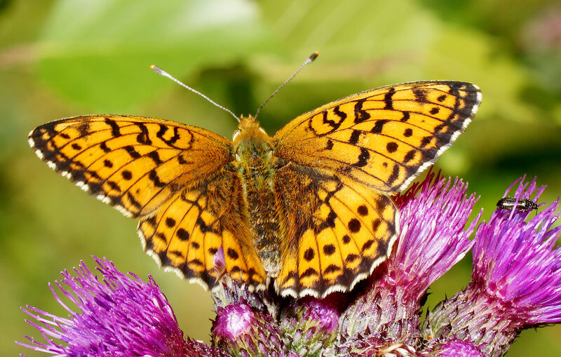 Hedpärlemorfjäril - Argynnis niobe
