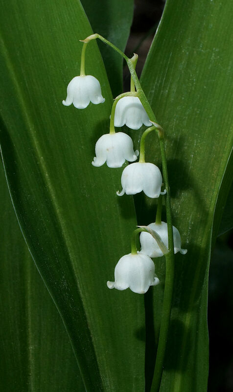 Liljekonvalj - Convallaria majalis