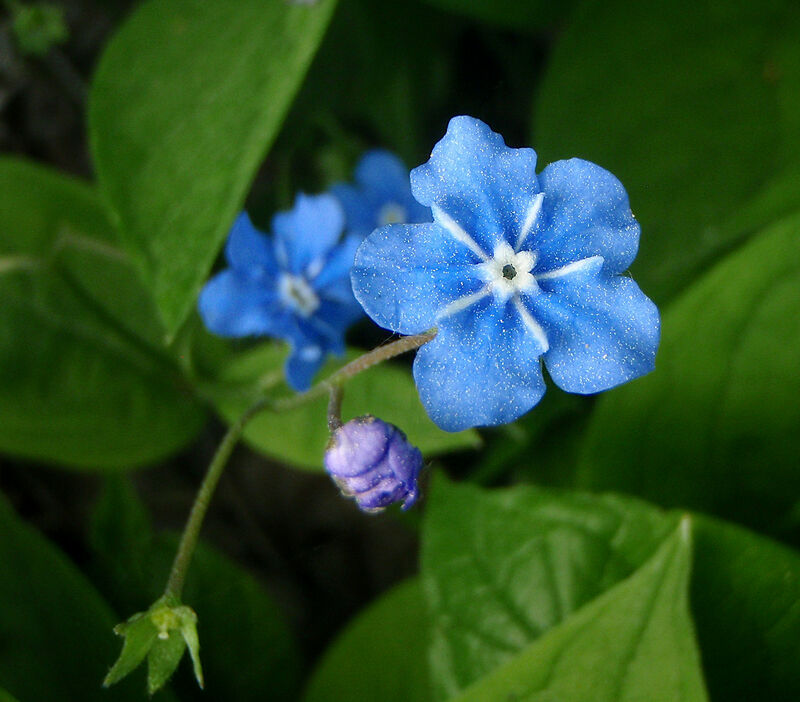 Ormöga - Omphalodes verna