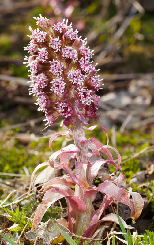 Pestskråp - Petasites hybridus