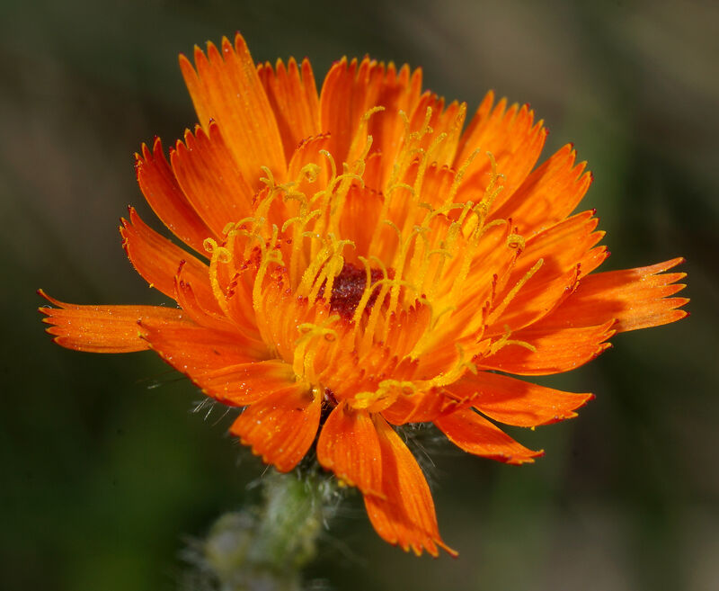 Rödfibbla - Pilosella aurantiaca