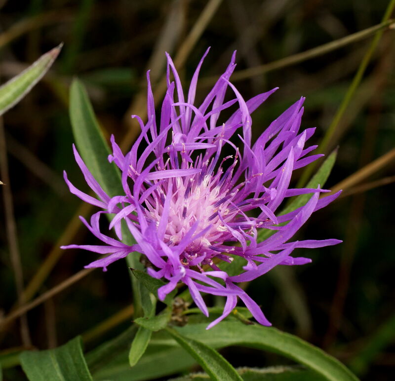 Rödklint - Centaurea jacea