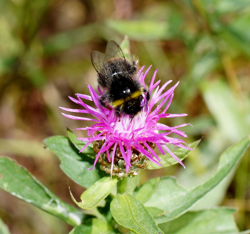 Rödklint - Centaurea jacea