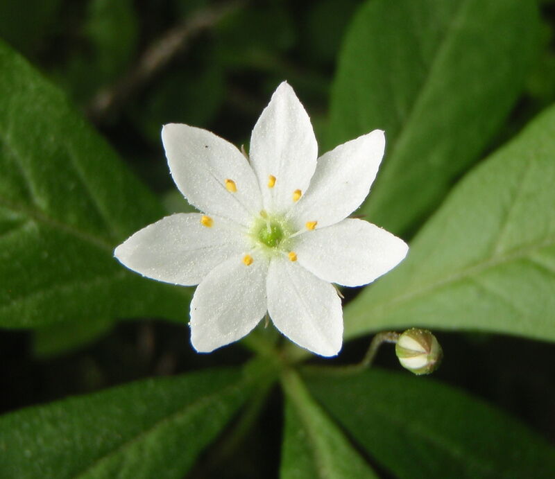 Skogsstjärna - Trientalis europaea