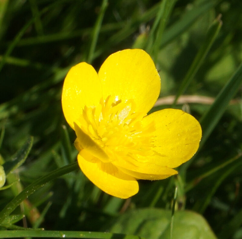 Smörblomma - Ranunculus acris