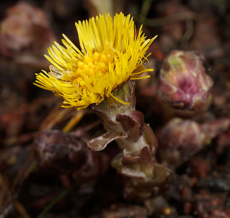 Hästhov - Tussilago Farfara - slår ut och med knopp