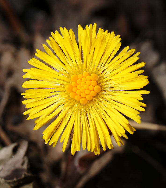 Hästhov - Tussilago Farfara - fullt utslagen som solen