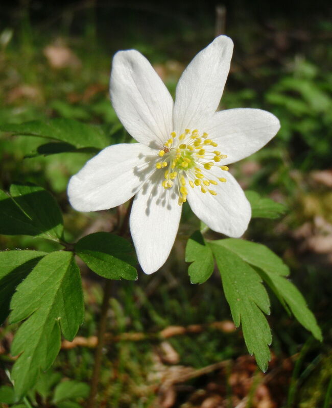 Vitsippa - Anemone nemorosa