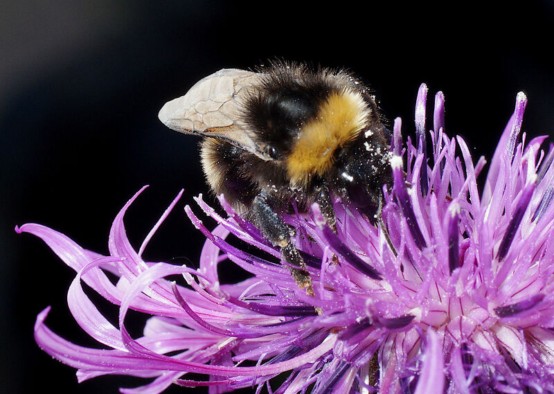Väddklint - Centaurea scabiosa
