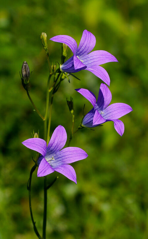 Ängsklocka - Campanula patula